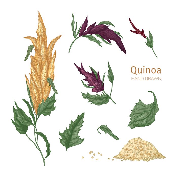 illustrazione quinoa