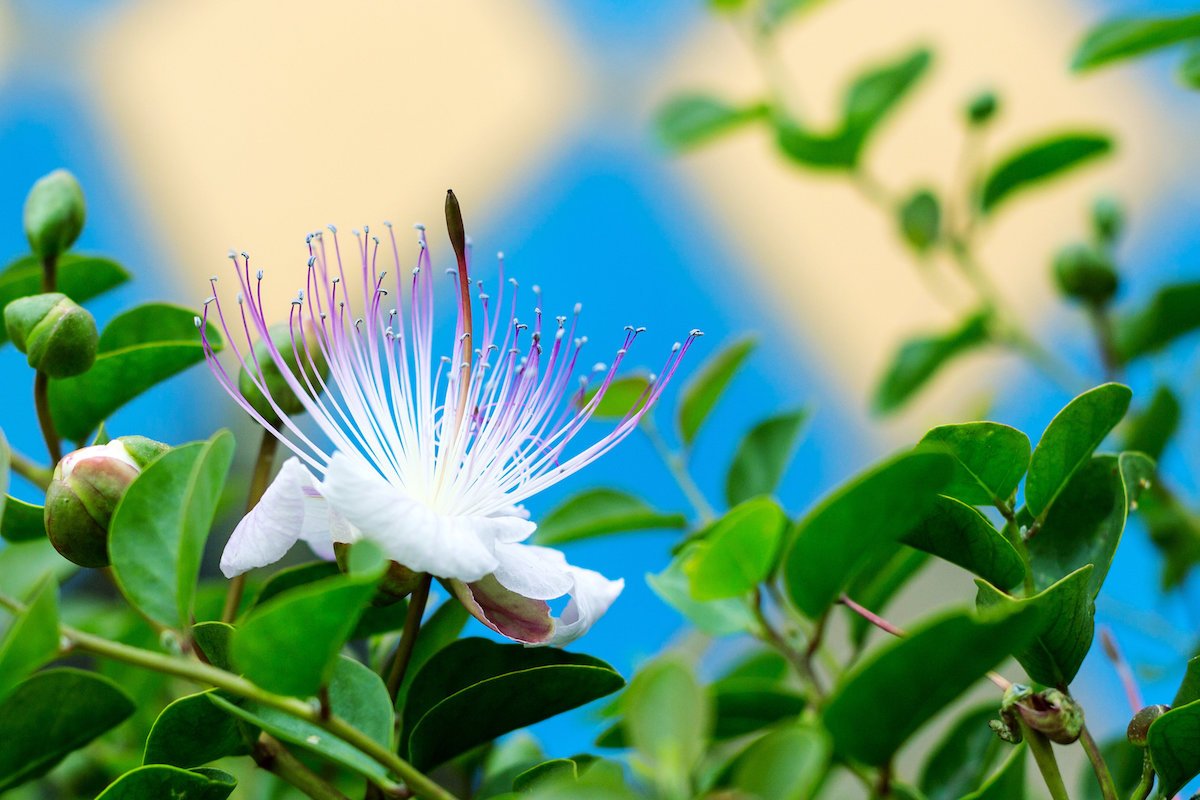 Il capperi arbusto ha bellissime bianchi fiori e frutti commestibili. 