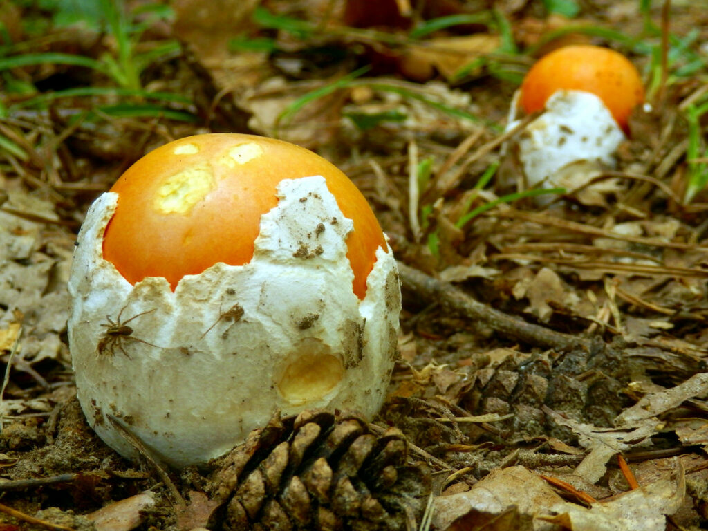 funghi-ovuli-come-cucinare